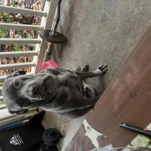 Image of Star Best, Lost Dog