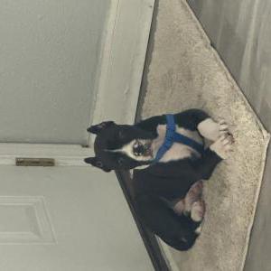 Image of Trouble, Lost Dog