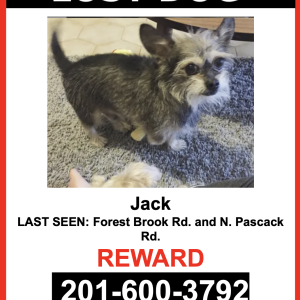 Image of Jack, Lost Dog