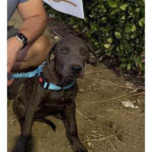 Image of Freyja, Lost Dog