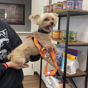 Found Dog unknown