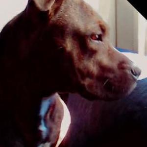 Lost Dog Harley'Quinn