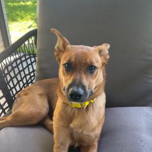 Image of Daisy, Lost Dog