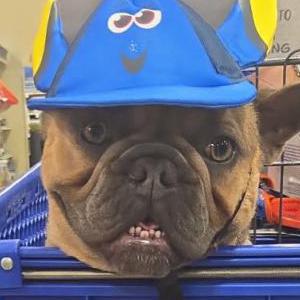 Image of Duke, Lost Dog