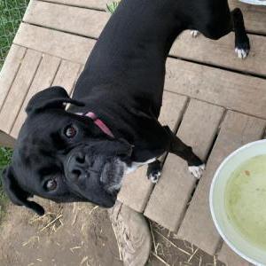 Lost Dog Chloe