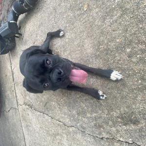 2nd Image of Chloe, Lost Dog