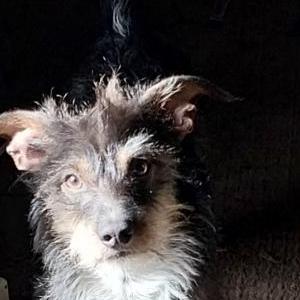 Image of Peanut, Lost Dog