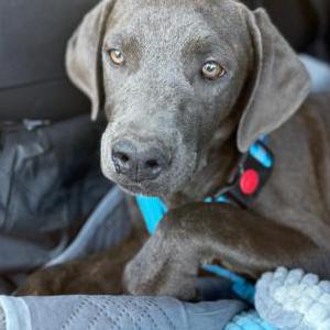 Image of Freyja, Lost Dog