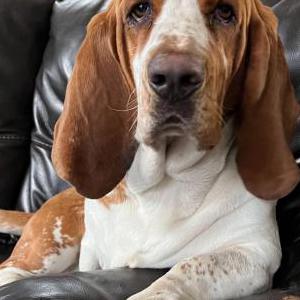 Image of Charlie, Lost Dog