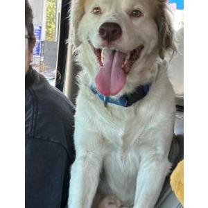 Image of Guerro, Lost Dog