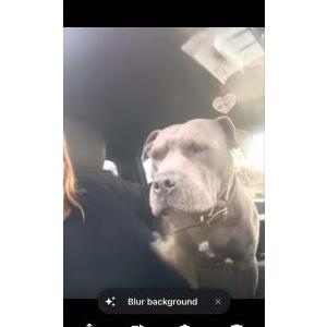 Image of Max, Lost Dog