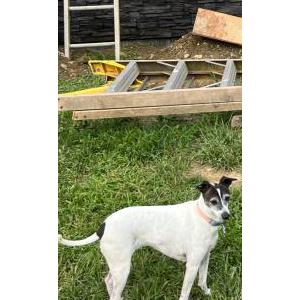 Image of Lily, Lost Dog