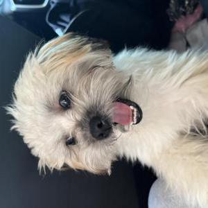 Image of Tayson, Lost Dog