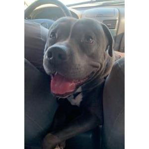 Image of Pepino, Lost Dog