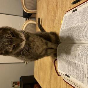 Image of Dooli, Lost Cat