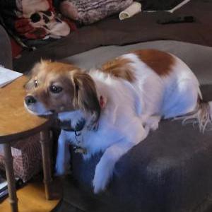Lost Dog S'mores