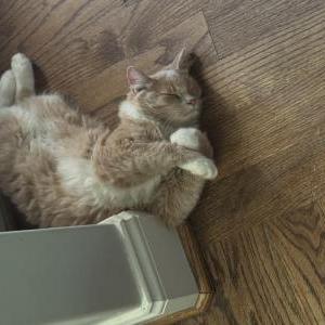 Lost Cat Cletus