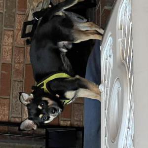 Image of Unknown, Found Dog