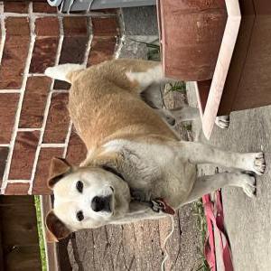 Image of Hercules, Lost Dog