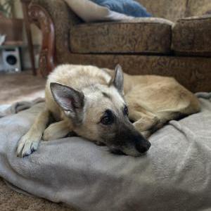 Image of Unknown, Found Dog