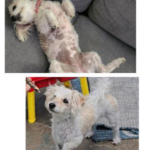 Image of Toodles, Lost Dog