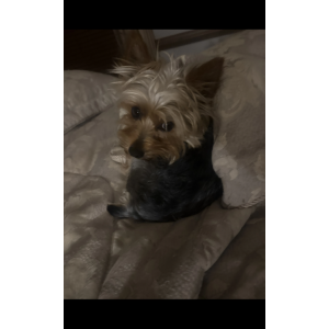 Image of Simba, Lost Dog