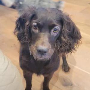 Image of Trixie, Lost Dog