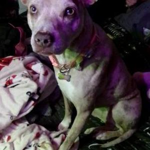 Image of Sansa Ann, Lost Dog