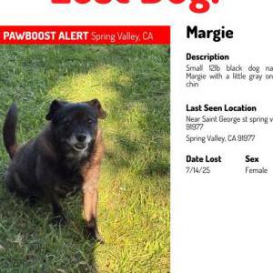 Lost Dog Marge