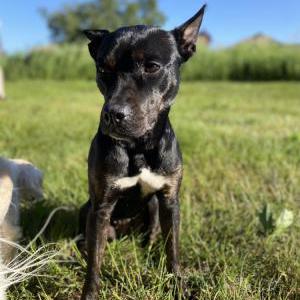 Image of Nya, Lost Dog