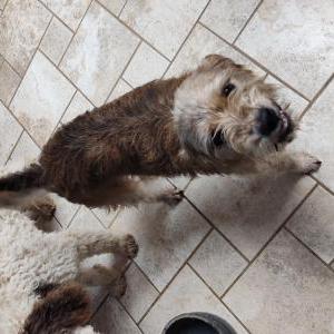 Image of Scruffalita, Lost Dog