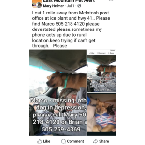 Image of Marco, Lost Dog