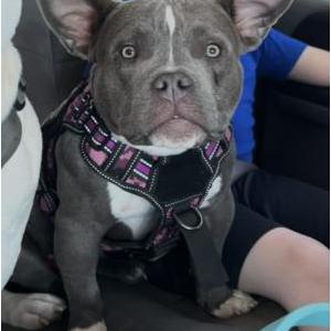 Image of Bella, Lost Dog