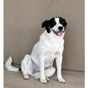 Image of Kacey, Lost Dog