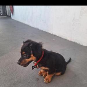 Image of Frosty, Lost Dog