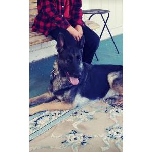 Image of Lilly, Lost Dog