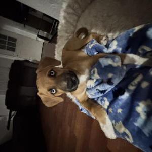 Image of Kingston, Lost Dog