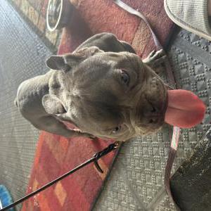 Found Dog Unknown