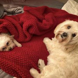 Image of Murphy, Lost Dog