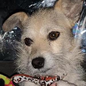 Lost Dog Princess