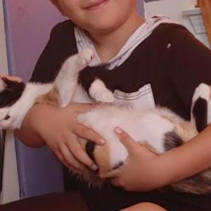 Image of Peanutbutter, Lost Cat