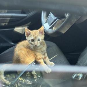 Image of Henry Rose Shine, Lost Cat
