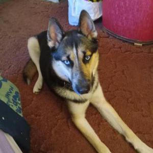 Image of Bear, Lost Dog