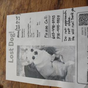 Lost 1 Alvin (NH)
