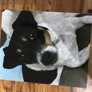 Lost Dog Maggie