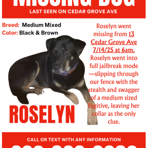 Lost Dog Roselyn