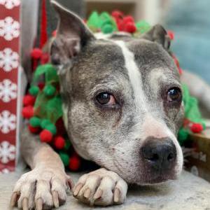 Lost Dog Sylvie