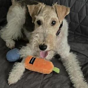 Image of Hudson, Lost Dog