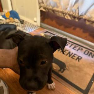 Image of Unknown, Found Dog