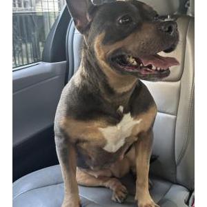 Found Dog Unknown
